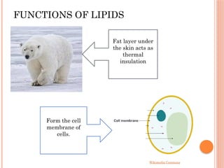 FUNCTIONS OF LIPIDS
Wikimedia Commons
Fat layer under
the skin acts as
thermal
insulation
Form the cell
membrane of
cells.
 
