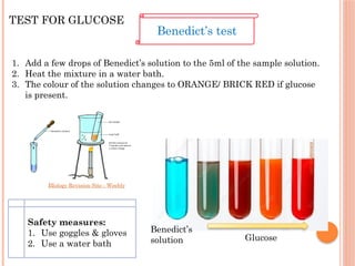 TEST FOR GLUCOSE
sciencephoto.com
1. Add a few drops of Benedict’s solution to the 5ml of the sample solution.
2. Heat the mixture in a water bath.
3. The colour of the solution changes to ORANGE/ BRICK RED if glucose
is present.
Benedict’s test
Benedict’s
solution Glucose
Safety measures:
1. Use goggles & gloves
2. Use a water bath
BIology Revision Site - Weebly
 