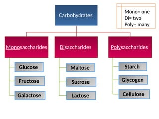 Carbohydrates
Monosaccharides
Glucose
Fructose
Galactose
Disaccharides
Maltose
Sucrose
Lactose
Polysaccharides
Starch
Glycogen
Cellulose
Mono= one
Di= two
Poly= many
 