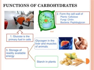 1. Glucose is the
primary fuel in cells
FUNCTIONS OF CARBOHYDRATES
A2B
Car
Rental Expii
2. Form the cell wall of
Plants: Cellulose
Fungi: Chitin
Bacteria: Peptidoglycan
3. Storage of
readily available
energy
Glycogen in the
liver and muscles
of animals
Starch in plants
 