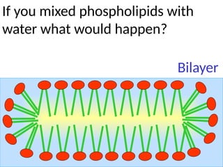 If you mixed phospholipids with
water what would happen?
Bilayer
 