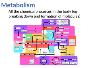 Metabolism
All the chemical processes in the body (eg
breaking down and formation of molecules)
 
