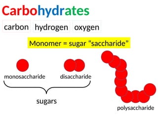 Carbohydrates
carbon hydrogen oxygen
Monomer = sugar “saccharide”
monosaccharide disaccharide
polysaccharide
sugars
 