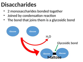Disaccharides
• 2 monosaccharides bonded together
• Joined by condensation reaction
• The bond that joins them is a glycosidic bond
Glucose Glucose
Glucose Glucose
H2O
Maltose
Glycosidic bond
 
