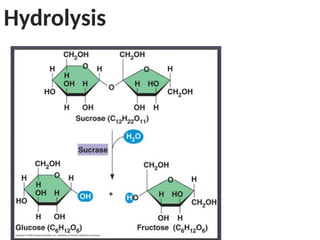 Hydrolysis
 