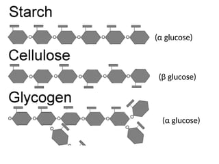 (α glucose)
(α glucose)
(β glucose)
 