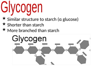  Similar structure to starch (α glucose)
 Shorter than starch
 More branched than starch
 