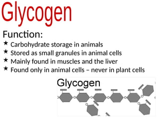 Function:
 Carbohydrate storage in animals
 Stored as small granules in animal cells
 Mainly found in muscles and the liver
 Found only in animal cells – never in plant cells
 