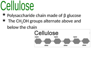  Polysaccharide chain made of β glucose
 The CH2OH groups alternate above and
below the chain
 