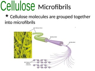 Microfibrils
 Cellulose molecules are grouped together
into microfibrils
 