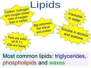 Carbon, hydrogen
and oxygen (lower
ratio of oxygen
than in carbs)
Insoluble
in water
Most common lipids: triglycerides,
phospholipids and waxes
Fats are solid
(at R.T.)
Oils are liquid
Not polymers
like starch
and protein
Soluble in alcohol
and acetone
 