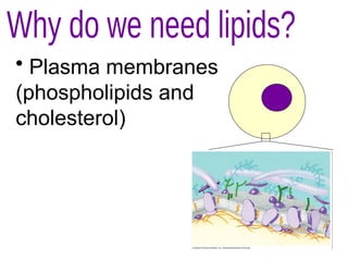 • Plasma membranes
(phospholipids and
cholesterol)
 