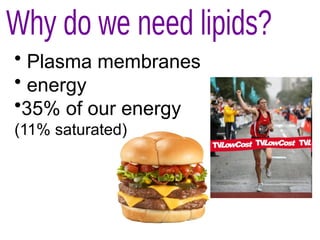 • Plasma membranes
• energy
•35% of our energy
(11% saturated)
 