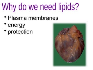 • Plasma membranes
• energy
• protection
 