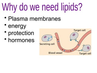 • Plasma membranes
• energy
• protection
• hormones
 