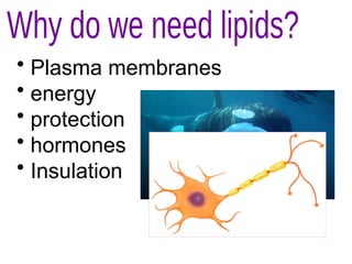 • Plasma membranes
• energy
• protection
• hormones
• Insulation
 