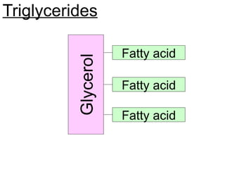 Triglycerides
Glycerol
Fatty acid
Fatty acid
Fatty acid
 