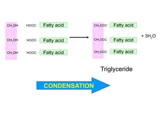 + 3H2O
Triglyceride
CONDENSATION
 