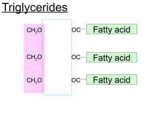 Triglycerides
Fatty acid
Fatty acid
Fatty acid
CH2O
CH2O
CH2O
OC
OC
OC
 
