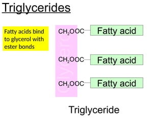 Triglycerides
Fatty acid
Fatty acid
Fatty acid
CH2O
CH2O
CH2O
OC
OC
OC
Triglyceride
Fatty acids bind
to glycerol with
ester bonds
 