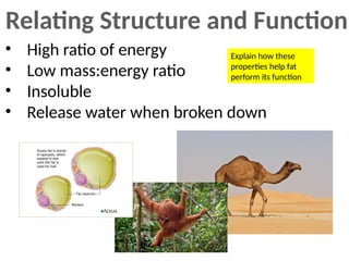 Relating Structure and Function
• High ratio of energy
• Low mass:energy ratio
• Insoluble
• Release water when broken down
Explain how these
properties help fat
perform its function
 