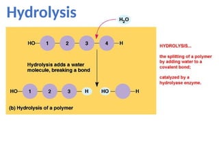 Hydrolysis
 