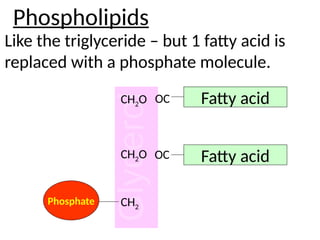 Phospholipids
Like the triglyceride – but 1 fatty acid is
replaced with a phosphate molecule.
Fatty acid
Fatty acid
CH2O
CH2O
CH2
OC
OC
Phosphate
 