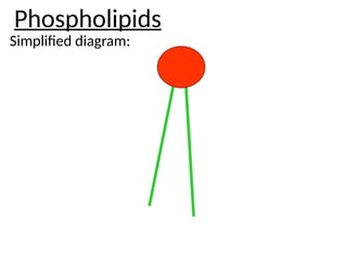 Phospholipids
Simplified diagram:
 