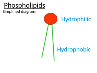 Phospholipids
Simplified diagram:
Hydrophilic
Hydrophobic
 
