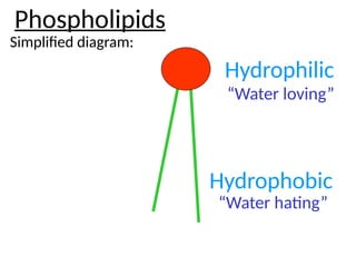 Phospholipids
Simplified diagram:
Hydrophilic
Hydrophobic
“Water loving”
“Water hating”
 