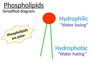 Phospholipids
Simplified diagram:
Hydrophilic
Hydrophobic
“Water loving”
“Water hating”
Phospholipids
are polar
 