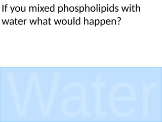If you mixed phospholipids with
water what would happen?
 