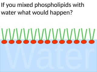 If you mixed phospholipids with
water what would happen?
 