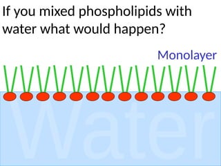 If you mixed phospholipids with
water what would happen?
Monolayer
 