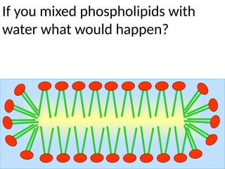 If you mixed phospholipids with
water what would happen?
 