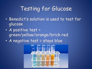 Testing for Glucose
• Benedict’s solution is used to test for
glucose
• A positive test =
green/yellow/orange/brick red
• A negative test = stays blue
 