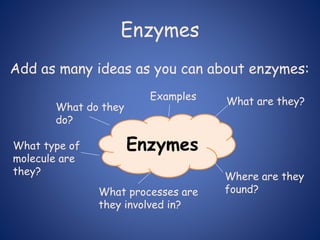 Enzymes
Add as many ideas as you can about enzymes:
Enzymes
What are they?
Where are they
found?
Examples
What do they
do?
What type of
molecule are
they?
What processes are
they involved in?
 