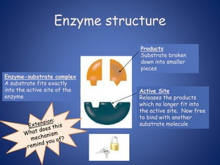 Enzyme structure
Enzyme
Substrate
Active Site
Location on
enzyme where
reaction occurs
Substrate
Molecule to be
broken down
Substrate
Molecule has the
exact shape for this
particular enzyme
Active Site
Site shape
matches that of
the substrate
Enzyme-substrate complex
A substrate fits exactly
into the active site of the
enzyme
Products
Substrate broken
down into smaller
pieces
Active Site
Releases the products
which no longer fit into
the active site. Now free
to bind with another
substrate molecule
 