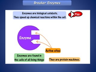 Breaker Enzymes
 
