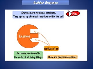 Builder Enzymes
 