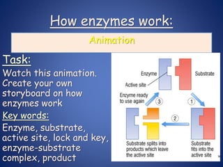 How enzymes work:
Task:
Watch this animation.
Create your own
storyboard on how
enzymes work
Key words:
Enzyme, substrate,
active site, lock and key,
enzyme-substrate
complex, product
Animation
 