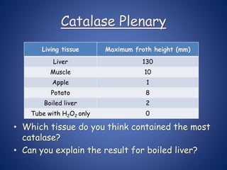 • Which tissue do you think contained the most
catalase?
• Can you explain the result for boiled liver?
Catalase Plenary
Living tissue Maximum froth height (mm)
Liver 130
Muscle 10
Apple 1
Potato 8
Boiled liver 2
Tube with H2O2 only 0
 