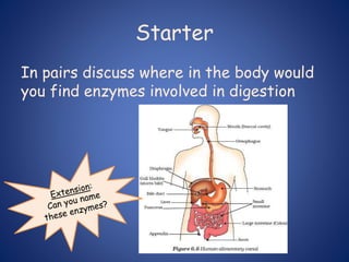 Starter
In pairs discuss where in the body would
you find enzymes involved in digestion
 
