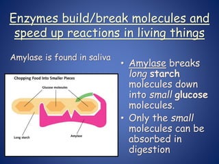 Enzymes build/break molecules and
speed up reactions in living things
• Amylase breaks
long starch
molecules down
into small glucose
molecules.
• Only the small
molecules can be
absorbed in
digestion
Amylase is found in saliva
 