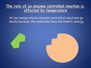 At low temperatures enzyme controlled reactions go
slowly because the molecules have low kinetic energy.
The rate of an enzyme controlled reaction is
affected by temperature
 