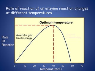 Rate
Of
Reaction
Temperature/oC
0 10 20 30 40 50 60 70
Optimum temperature
Enzyme
is denaturing
Rate of reaction of an enzyme reaction changes
at different temperatures
Molecules gain
kinetic energy
 
