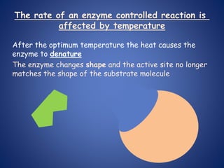 After the optimum temperature the heat causes the
enzyme to denature
The enzyme changes shape and the active site no longer
matches the shape of the substrate molecule
The rate of an enzyme controlled reaction is
affected by temperature
 