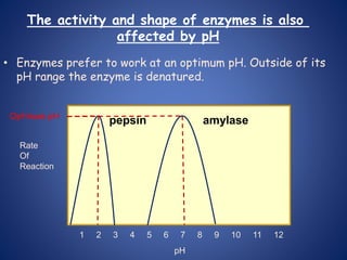 • Enzymes prefer to work at an optimum pH. Outside of its
pH range the enzyme is denatured.
Rate
Of
Reaction
pH
1 2 3 4 5 6 7 8 9 10 11 12
pepsin amylase
The activity and shape of enzymes is also
affected by pH
Optimum pH
 