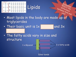 Lipids
• Most lipids in the body are made up of
triglycerides
• Their basic unit is 1x glycerol and 3x
fatty acids
• The fatty acids vary in size and
structure
Ester bonds
3 x fatty acids
1 x Glycerol
 