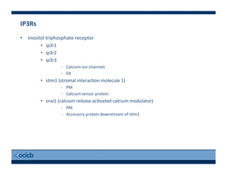 IP3Rs	
  
•  Inositol	
  triphosphate	
  receptor	
  
•  ip3r1	
  
•  ip3r2	
  
•  ip3r3	
  
-­‐  Calcium	
  ion	
  channels	
  
-­‐  ER	
  
•  s)m1	
  (stromal	
  interac)on	
  molecule	
  1)	
  
-­‐  PM	
  
-­‐  Calcium	
  sensor	
  protein	
  
•  orai1	
  (calcium	
  release	
  ac)vated	
  calcium	
  modulator)	
  
-­‐  PM	
  
-­‐  Accessory	
  protein	
  downstream	
  of	
  s)m1	
  
 